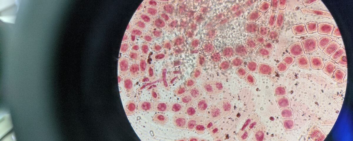 Not Just White Blood Cells: The Hidden Heroes of Your Immune Defense