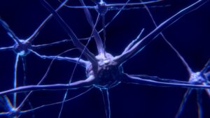 How Neurophysiology Shapes Clinical Decision-Making at TouroCOM