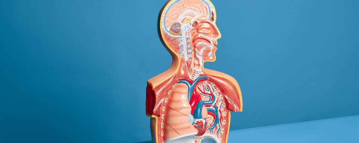 Anatomy in Action: Real Cases That Bring First-Year Learning to Life