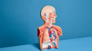 Anatomy in Action: Real Cases That Bring First-Year Learning to Life