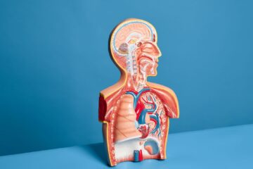 Anatomy in Action: Real Cases That Bring First-Year Learning to Life