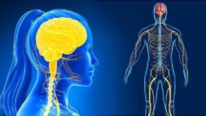 This One Misconception About the Nervous System Is Fooling Everyone!