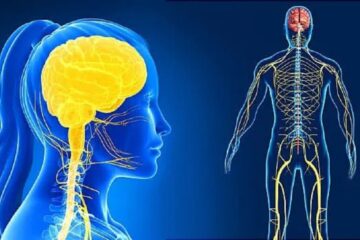 This One Misconception About the Nervous System Is Fooling Everyone!